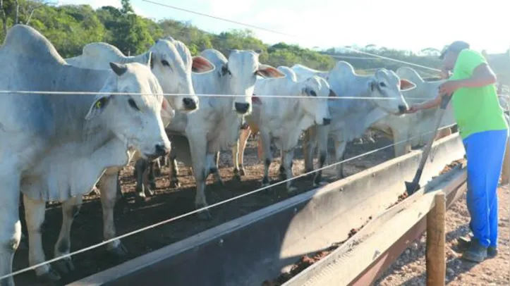 Preço da arroba responde ao equilíbrio entre oferta e demanda