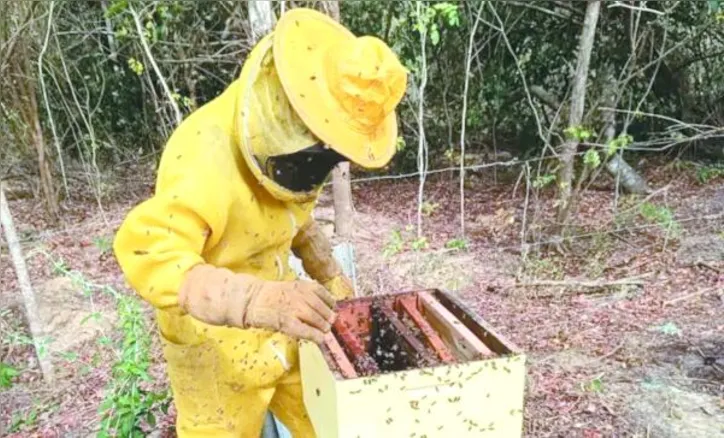 Iniciativa busca ampliar o potencial da produção de mel e gerar renda para famílias rurais no Sul de Alagoas