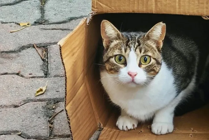 Imagem ilustrativa da imagem Seu gato se interessa por objetos aleatórios? Entenda o comportamento