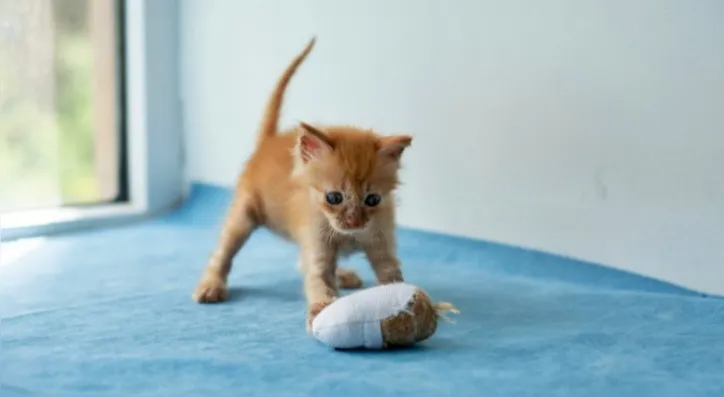 Imagem ilustrativa da imagem Seu gato se interessa por objetos aleatórios? Entenda o comportamento