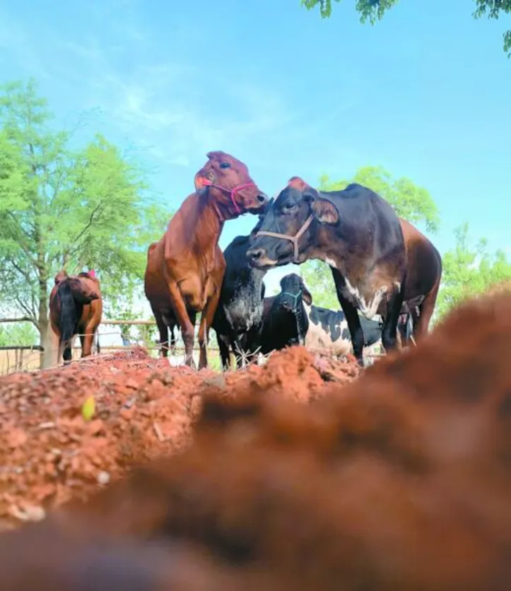 O Simulador Pecuaria.io é indicado para sistemas de ciclo completo (do nascimento ao abate); em breve, será lançada versão específica para sistemas de cria
