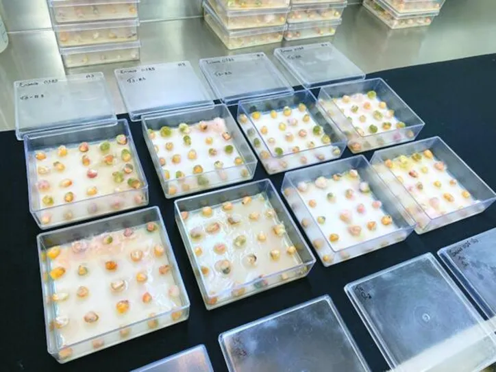 Análise de sanidade de grãos com e sem tratamento com gás ozônio