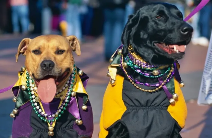 Imagem ilustrativa da imagem Vai levar seu pet para o Carnaval? Descubra cuidados antes e pós-bloco