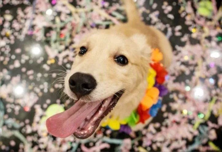 Imagem ilustrativa da imagem Vai levar seu pet para o Carnaval? Descubra cuidados antes e pós-bloco