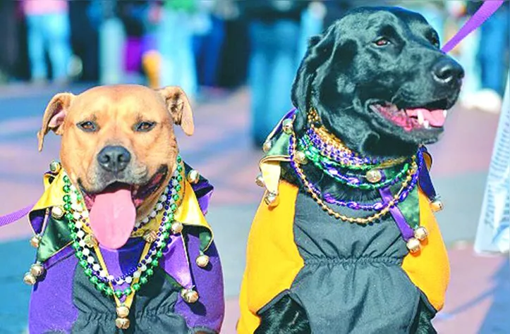 Imagem ilustrativa da imagem Vai levar seu pet para o carnaval? Descubra cuidados antes e pós-bloco