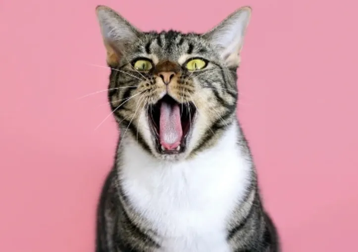 Imagem ilustrativa da imagem Veterinários explicam a ciência por trás da independência dos gatos