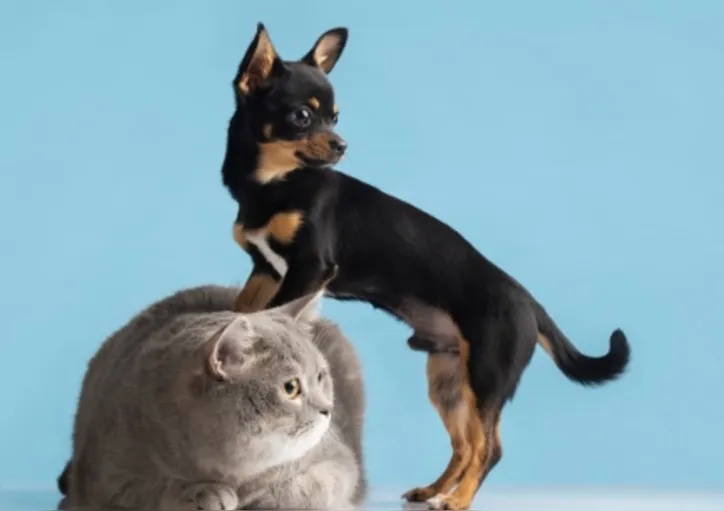 Imagem ilustrativa da imagem Veterinários explicam a ciência por trás da independência dos gatos