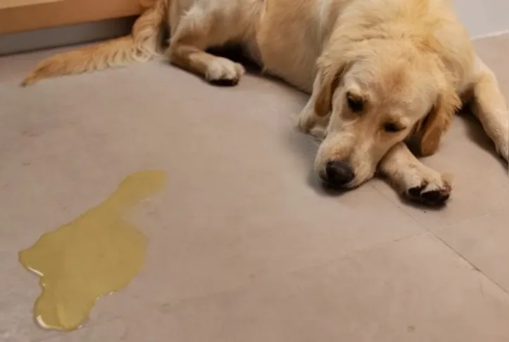 Imagem ilustrativa da imagem Xixi no lugar certo: o que deve, ou não, ser feito ao ensinar seu cão