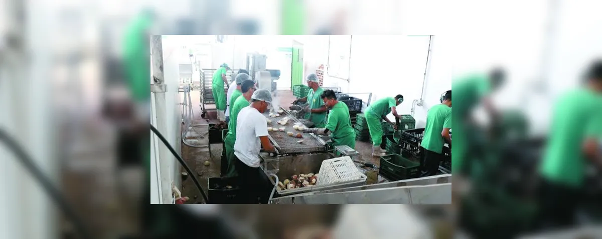 Coopaq amplia produção e fortalece cadeia do coco no Litoral Norte