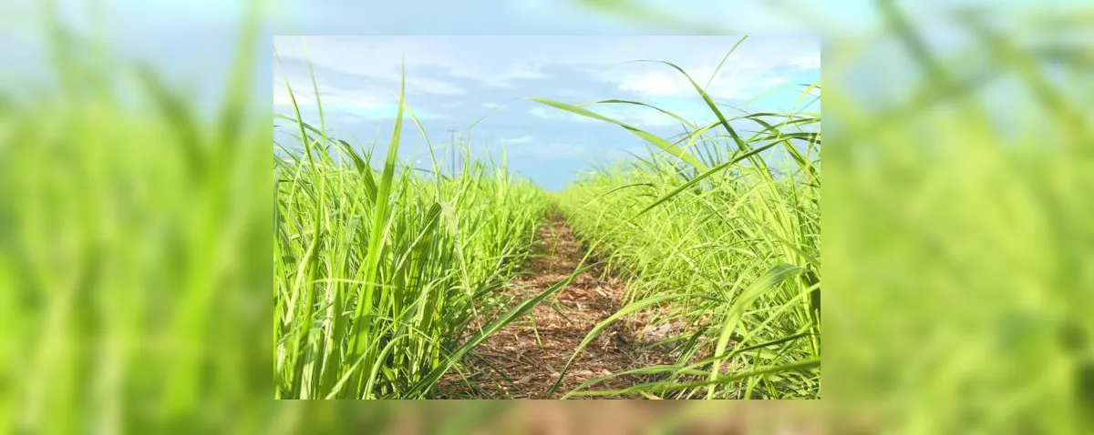 Irrigação por gotejamento se torna aliada no aumento da produtividade do canavial