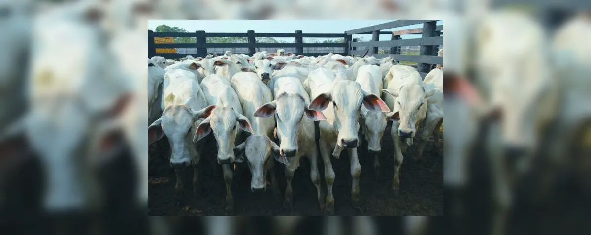 Pecuária de corte vive expectativa de valorização da arroba