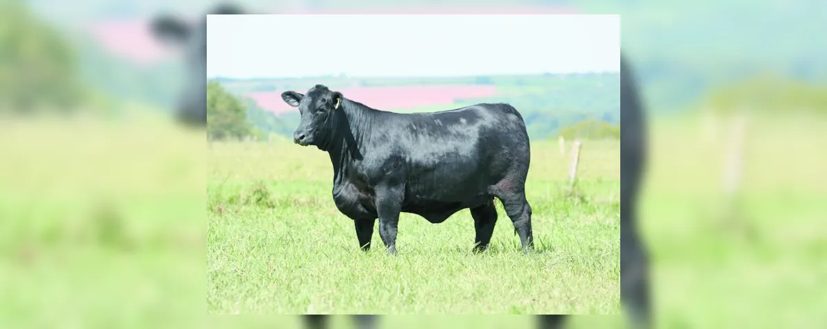 VPJ amplia presença de Brangus e Ultrablack no Nordeste com leilão em Maceió