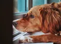 Entenda o que acontece ao deixar um cachorro sozinho por muito tempo