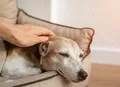 Pet idoso: veja como cuidar da saúde do animal nesta fase