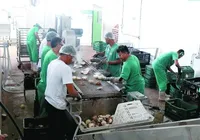 Coopaq amplia produção e fortalece cadeia do coco no Litoral Norte imagem