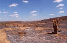Alerta: caatinga perde 88% de vegetação em AL em 40 anos