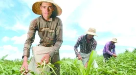 Agricultor familiar não sofrerá impactos no recolhimento da previdência rural