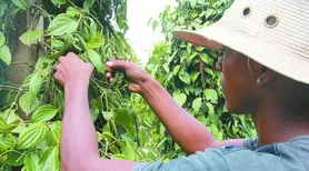 Bactérias beneficiam o cultivo de pimenta-do-reino e podem reduzir uso de químicos