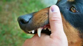 Cão agressivo? 5 sinais de alerta para identificar o comportamento