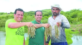 Carcinicultura avança em Alagoas e consolida cadeia produtiva