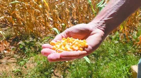 Conab abre chamada para aquisição de sementes e mudas da agricultura familiar