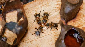 Do mangue à inovação: a própolis vermelha que impulsiona negócios