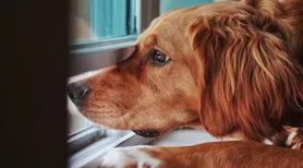 Entenda o que acontece ao deixar um cachorro sozinho por muito tempo