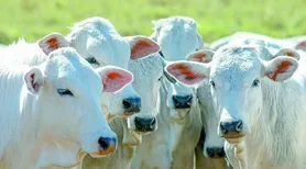 Governo amplia acesso ao crédito para o melhoramento genético da pecuária sustentável