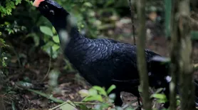 Mutuns-de-Alagoas chegam ao estado