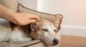 Pet idoso: veja como cuidar da saúde do animal nesta fase