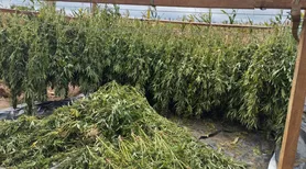 Polícia Federal destrói 2 toneladas de maconha “gourmet” em Alagoas