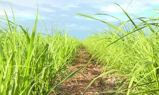 Irrigação por gotejamento se torna aliada no aumento da produtividade do canavial