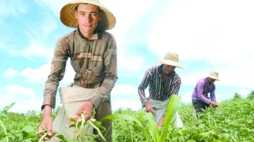 Agricultor familiar não sofrerá impactos no recolhimento da previdência rural - Imagem