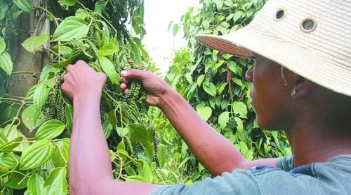 Bactérias beneficiam o cultivo de pimenta-do-reino e podem reduzir uso de químicos - Imagem