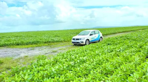 Calendário de semeadura da soja é aberto em Alagoas - Imagem