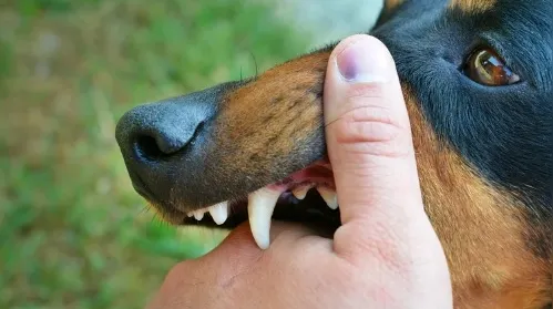 Cão agressivo? 5 sinais de alerta para identificar o comportamento - Imagem
