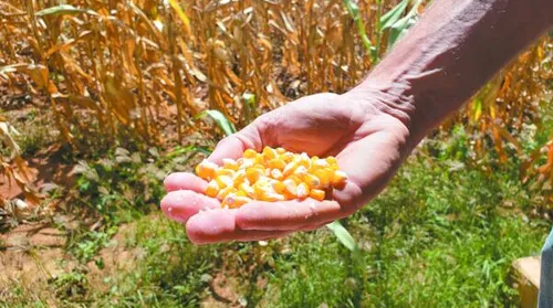 Conab abre chamada para aquisição de sementes e mudas da agricultura familiar - Imagem