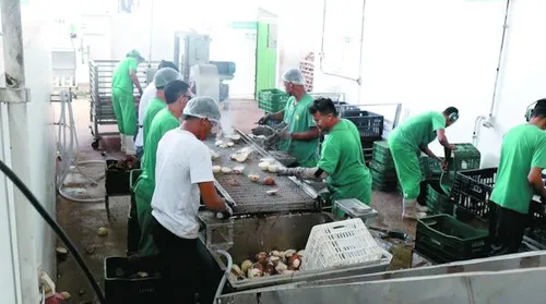 Coopaq amplia produção e fortalece cadeia do coco no Litoral Norte - Imagem