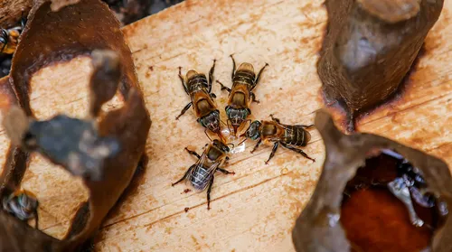 Do mangue à inovação: a própolis vermelha que impulsiona negócios - Imagem