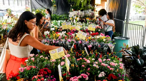 Feira de flores de Holambra volta a Maceió na Praça Dom Pedro II e tem mudas a partir de R$ 5,00 - Imagem