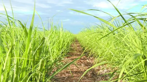 Irrigação por gotejamento se torna aliada no aumento da produtividade do canavial - Imagem