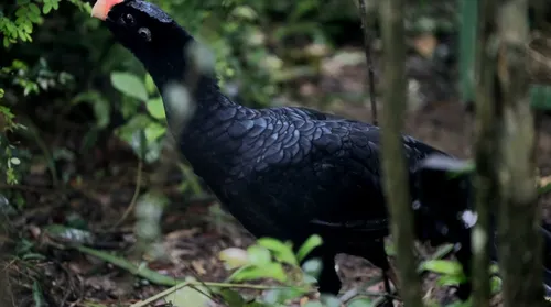 Mutuns-de-Alagoas chegam ao estado - Imagem