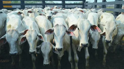 Pecuária de corte vive expectativa de valorização da arroba - Imagem