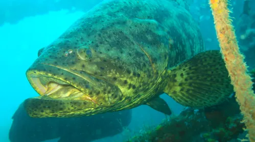 Pesquisadores registram, pela primeira vez, agregação de peixes-meros no litoral de Alagoas - Imagem