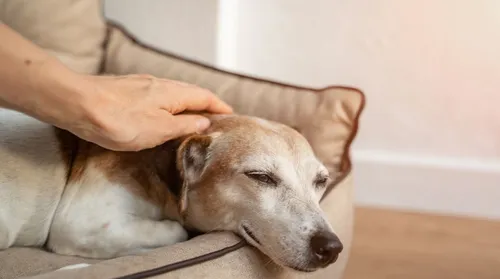 Pet idoso: veja como cuidar da saúde do animal nesta fase - Imagem
