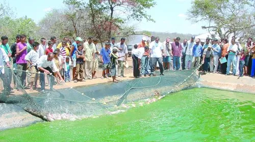 Uso de água salobra pode ampliar produção no Semiárido - Imagem