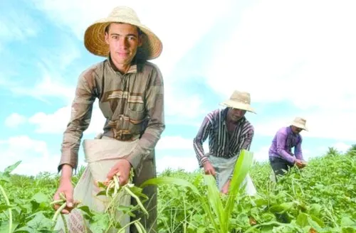 Agricultor familiar não sofrerá impactos no recolhimento da previdência rural