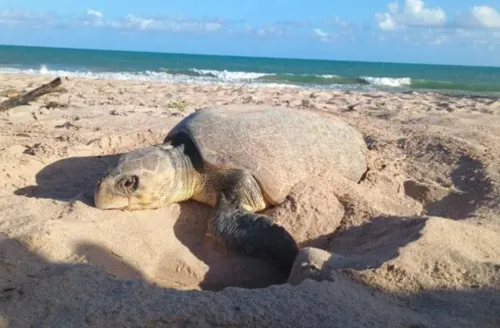 AL publica plano inédito que reúne 17 instituições para a conservação de tartarugas marinhas