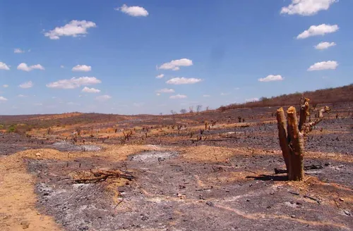 Alerta: caatinga perde 88% de vegetação em AL em 40 anos