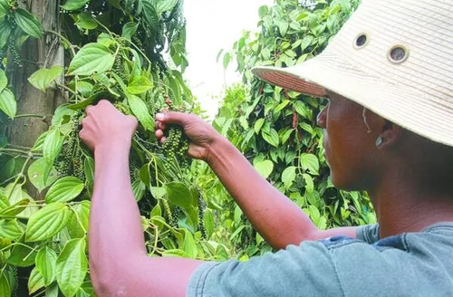 Bactérias beneficiam o cultivo de pimenta-do-reino e podem reduzir uso de químicos